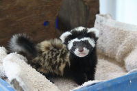 סמור ולא חמוס