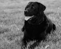 לאפשר לבעלי הכלבים וכלביהם לבלות בפארק בבטחה