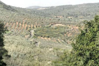 تجريف شارع الشكاير - הריסת כביש אלשקאיר