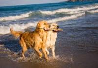 מרשים לכלבים להכנס לחופים