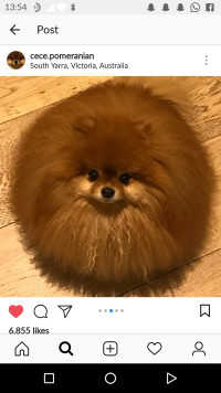 ייבוא כלבי תחש, קורגי ופומרניאן לארץ