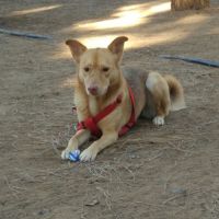 החזרת אולגה לגינת הכלבים