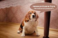 גינת כלבים בגבעת זאב!!!