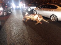 כניסה נוספת למודיעין עילית