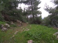 משאירים את מעלה לבונה ירוקה