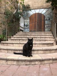 הצביעו שלוץ