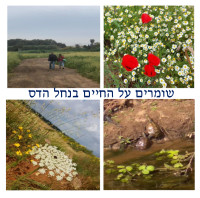 עצומה להגנת נחל הדס והשטחים הפתוחים בהוד השרון ומושבי דרום השרון