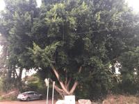 לא כורתים את הפיקוס במאור