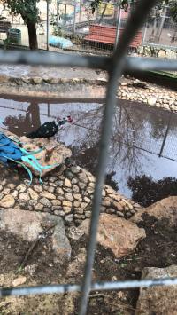 סגירת פינת החי במעלות