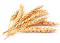 מציאת פיתרון ליוקר מחירם של מיצרים ללא גלוטן