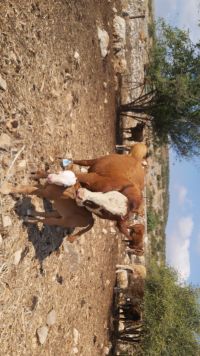 השומר החדש 
