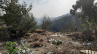 מחסני השוק - אל תפקירו את היער ואת התושבים