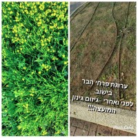 אוהבים פריחה באלפי מנשה