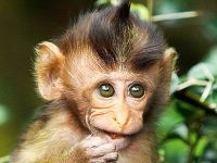 הורדת הבאן מהדיסקורד לאומרי