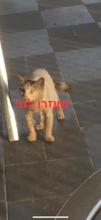 למען חתולי הרחוב של שערי תקווה