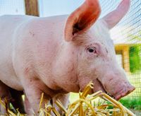עוצרים את ההתעללות בחזירים בלהב!  Stop the abuse of pigs 