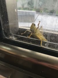 דחיית השביל שנופל על הפסיכומטרי
