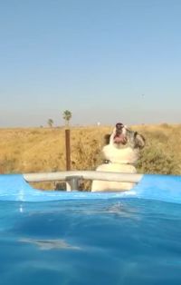 להכניס את אנזו לבריכה