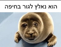 להוציא אותו מחיפה