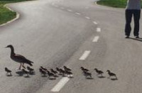 נגד איסור הרכיבה בכביש באופן חד צדדי וללא חלופה הולמת