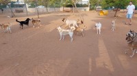 savedogspark