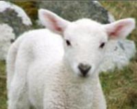 אמנה לזכויות בעלי חיים