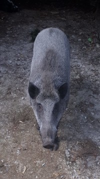 לא להרג החזירים