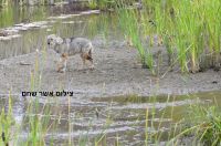 תנו לתנים תנאים 