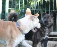 גינת כלבים בשביל כלבים עם צרכים מיוחדים