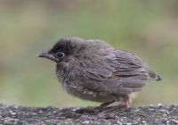 עירית יבנה: לא גוזמים עצים בעונת הקינון!