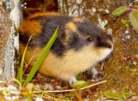 צדק ללמינגים