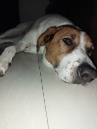 דרישה לגינת כלבים לשכונות נאות יהודית, השומרונים והסביבה בחולון