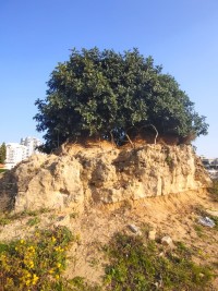מצילים עץ החרוב ליד גן ג'קי