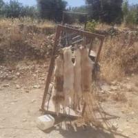 דורשים מהממשלה בית מחסה לכלבי חברון