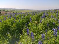 פריסת חופשות משרד החינוך- פתרון ערכי וישים
