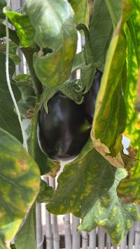 ממ״ד לילדי אשכול