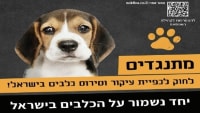 המאבק למען הכלבים
