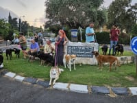 כל כלבי חיפה ראויים לגינה