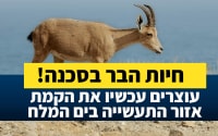 חיות הבר בסכנה! עוצרים עכשיו את הקמת אזור התעשייה בים המלח