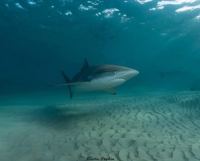 עצומת צוללים בחדרה