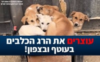 עוצרים את הרג הכלבים בעוטף ובצפון!