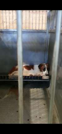 זועקים למען בעלי החיים בהסגר באר שבע