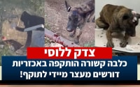 כלבה קשורה הותקפה באכזריות - דורשים מעצר מיידי לתוקף!