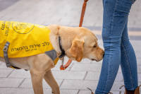 פגיעה בזכות לשוויון של אנשים עם פוסט טראומה