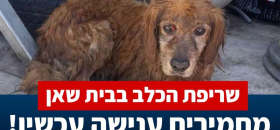 כלב נשרף למוות בבית שאן. דורשים מאסר למתעללים בבעלי חיים