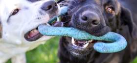 דורשים הקמת גינת כלבים בצפון רחובות בסביבת גן טופז