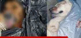 כלב בריא לא צריך למות: דורשים לעצור את הרג הכלבים בשירות הווטרינרי בתל אביב