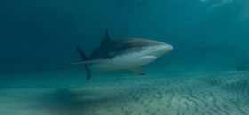 עצומת צוללים בחדרה