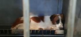 זועקים למען בעלי החיים בהסגר באר שבע