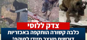 כלבה קשורה הותקפה באכזריות - דורשים מעצר מיידי לתוקף!